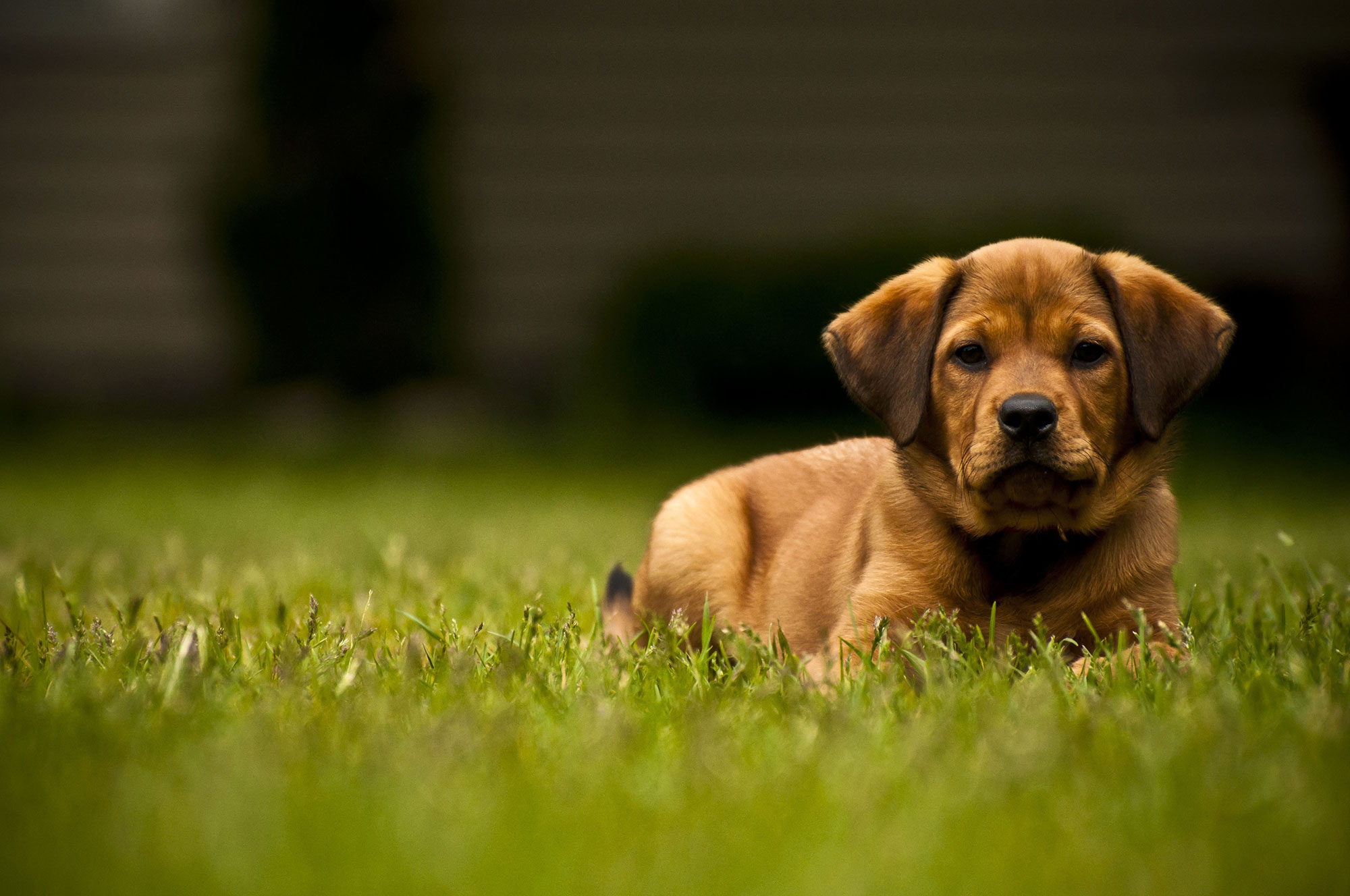 A cut dog in a field of grass grazing; Sacramento Dog Bite Lawyer concept image