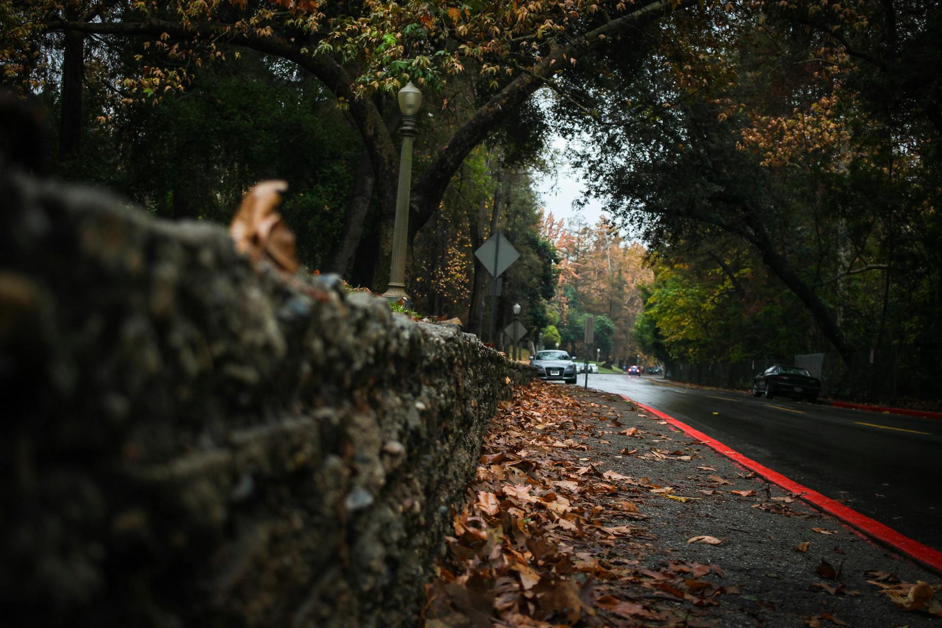 dark sidewalk covered in leaves